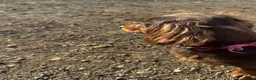 Miniature Dachshund dogs for sale: Two Miniture Dachshund  - Advert 2