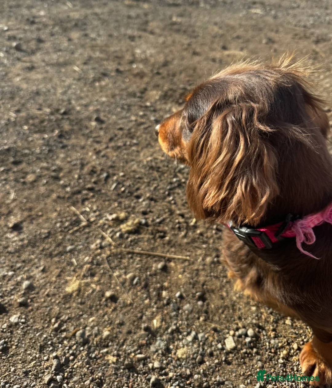 Miniature Dachshund dogs for sale: Two Miniture Dachshund  - Advert 2