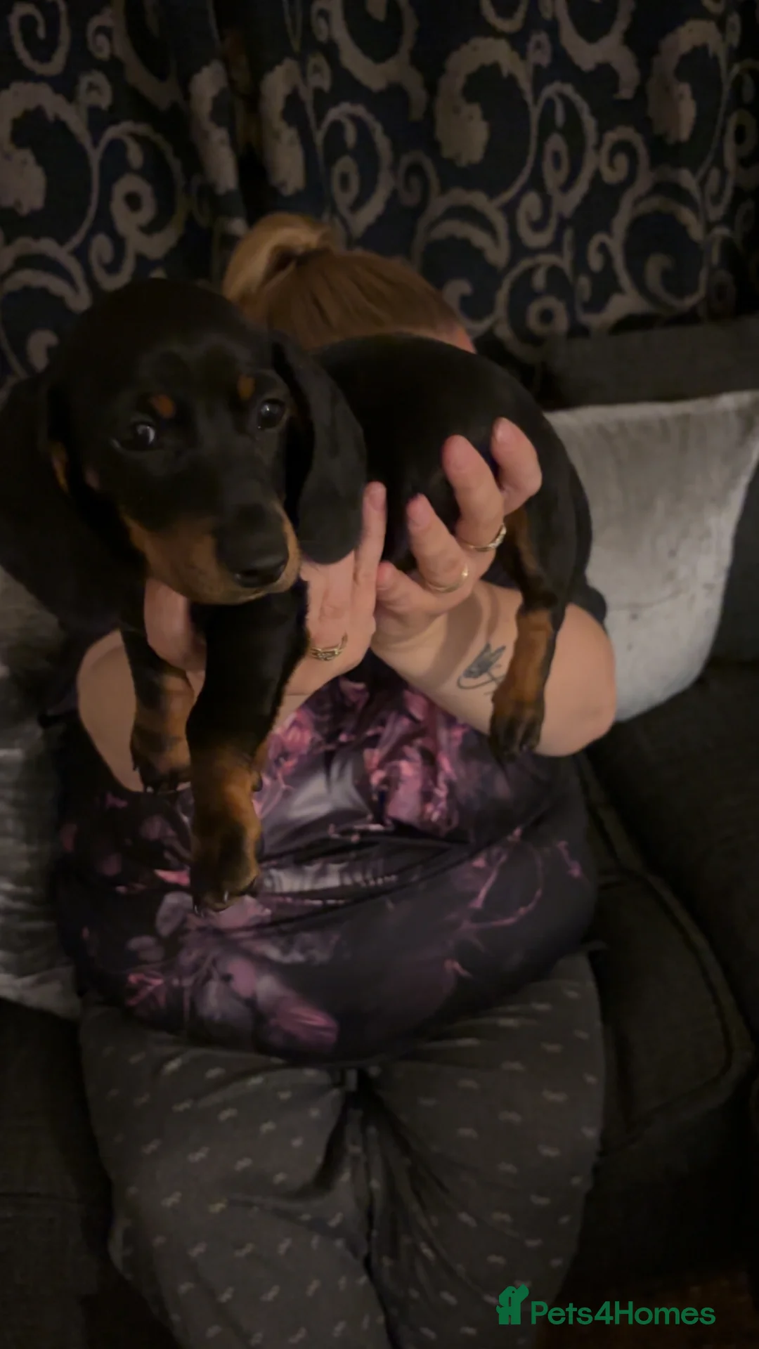 Miniature Dachshund dogs for sale: Mini Dutch hound puppy  - Advert 5