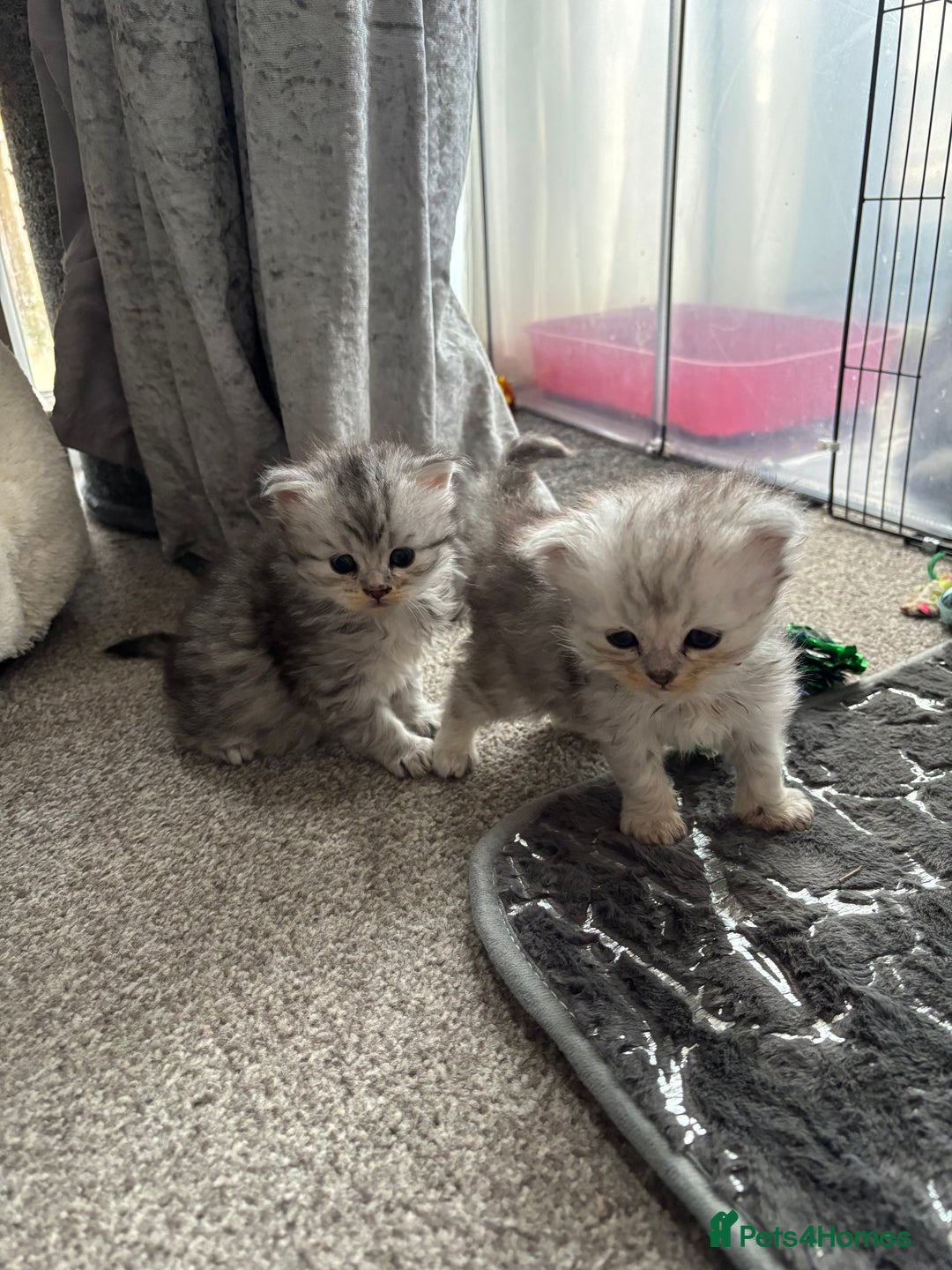 Persian cats for sale: Stunning Persian X mainecoon babies - Advert 7