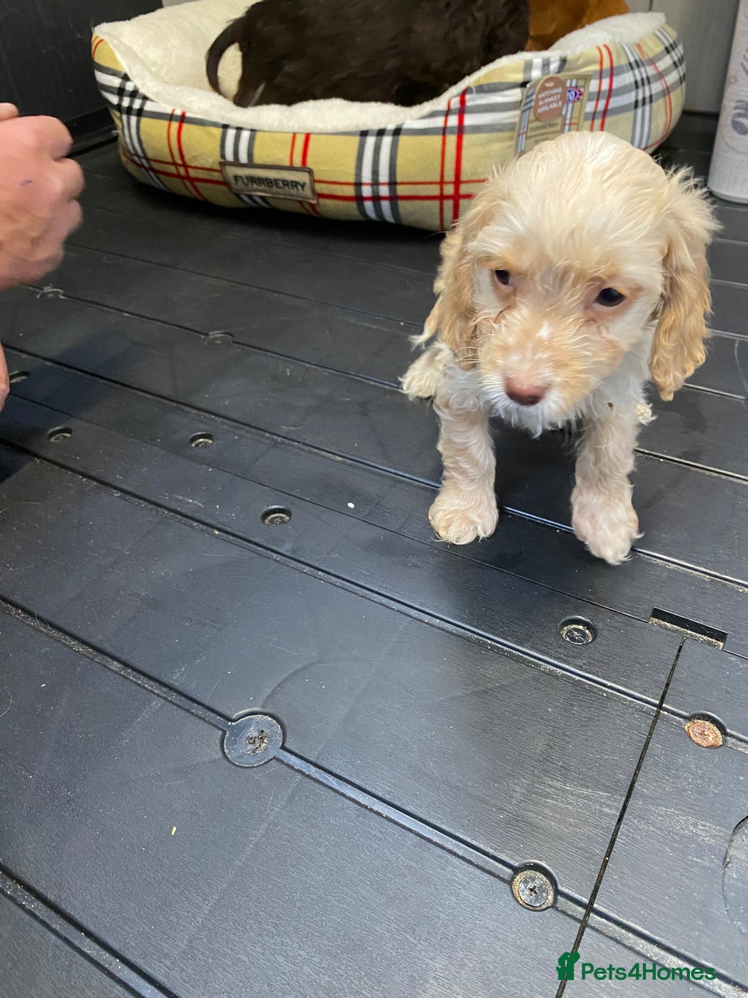 Cockapoo dogs for sale: AMAZING STUNNING F1 SHOW TYPE COCKAPOO  - Image 22