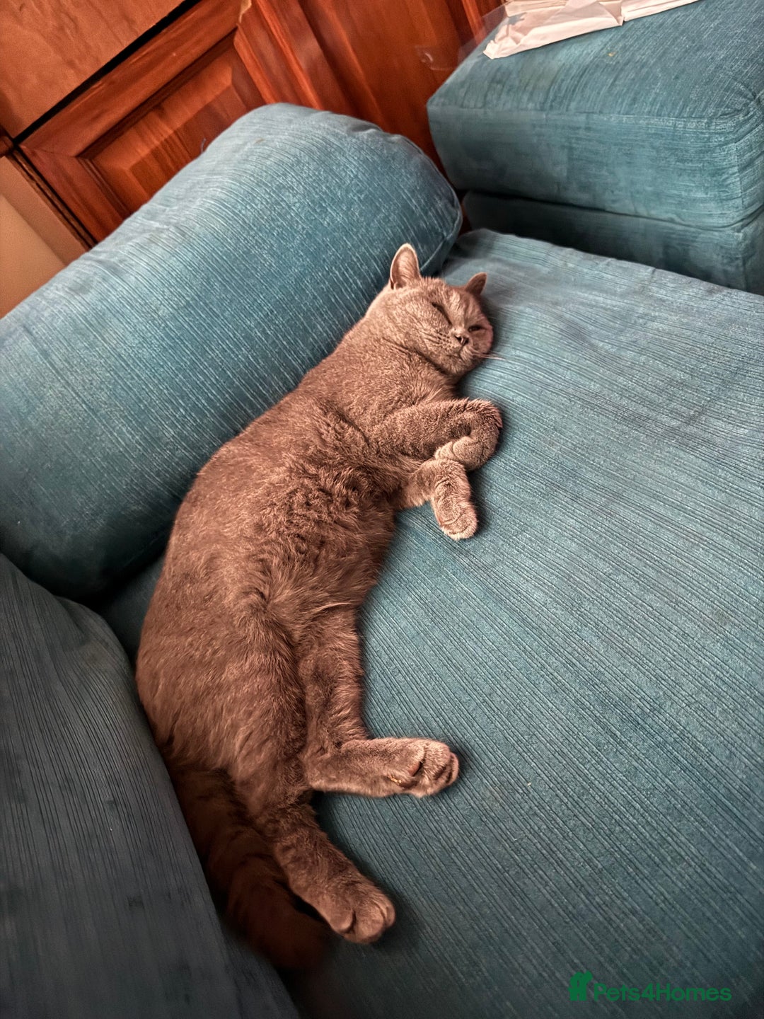 British Shorthair cats for sale: British short hair  - Image 2