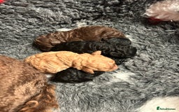 Miniature Poodle dogs for sale: Miniature poodle - Image 9