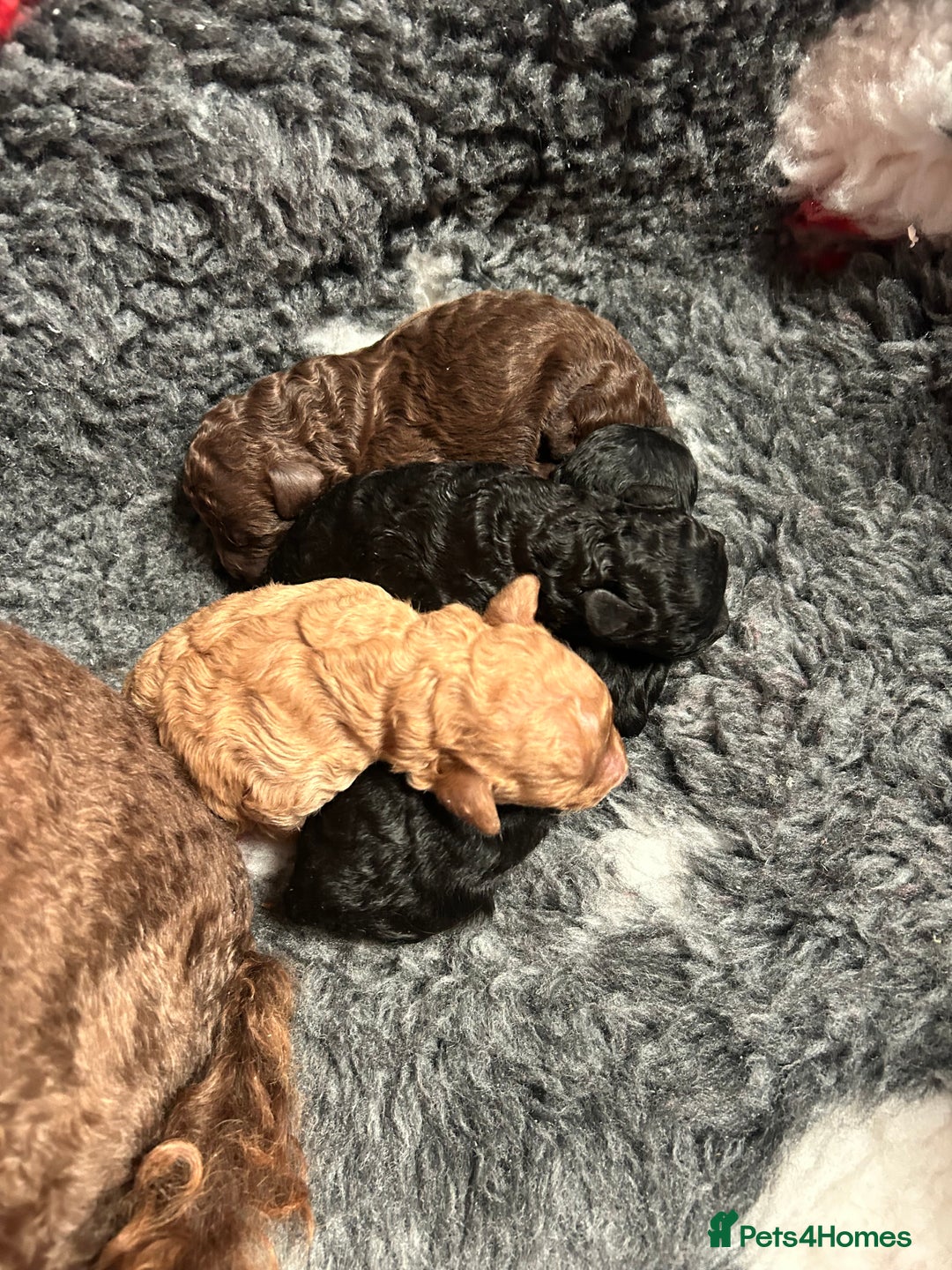 Miniature Poodle dogs for sale: Miniature poodle - Image 9