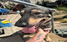 German Shepherd dogs for sale: Beautiful Boy To Go To New Home - Image 4