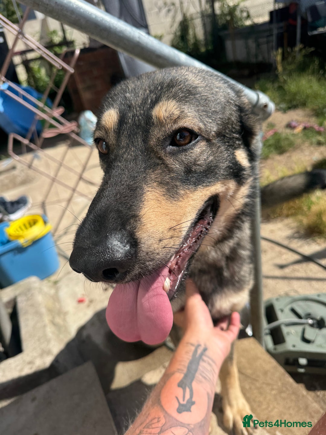 German Shepherd dogs for sale: Beautiful Boy To Go To New Home - Image 4