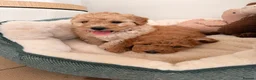 Poochon dogs for sale: ✨ Poochon Puppies  ✨ - Advert 8