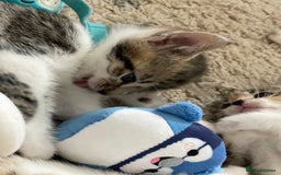 European cats for sale: 8 weeks old - kittens  - Image 36