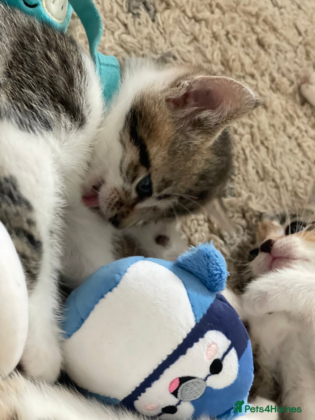European cats for sale: 8 weeks old - kittens  - Image 36