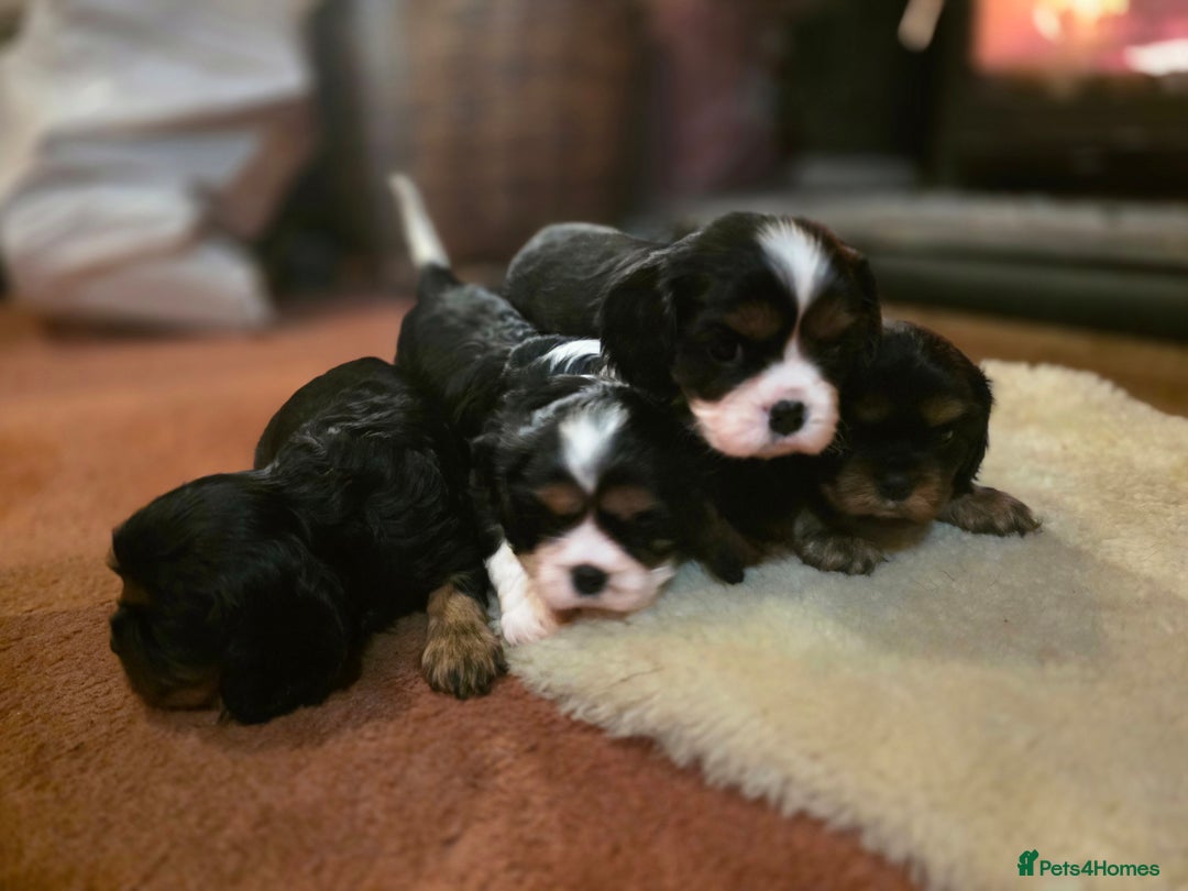 Cavalier King Charles Spaniel dogs for sale: KC Registered Cavalier King Charles Spaniels - Advert 8