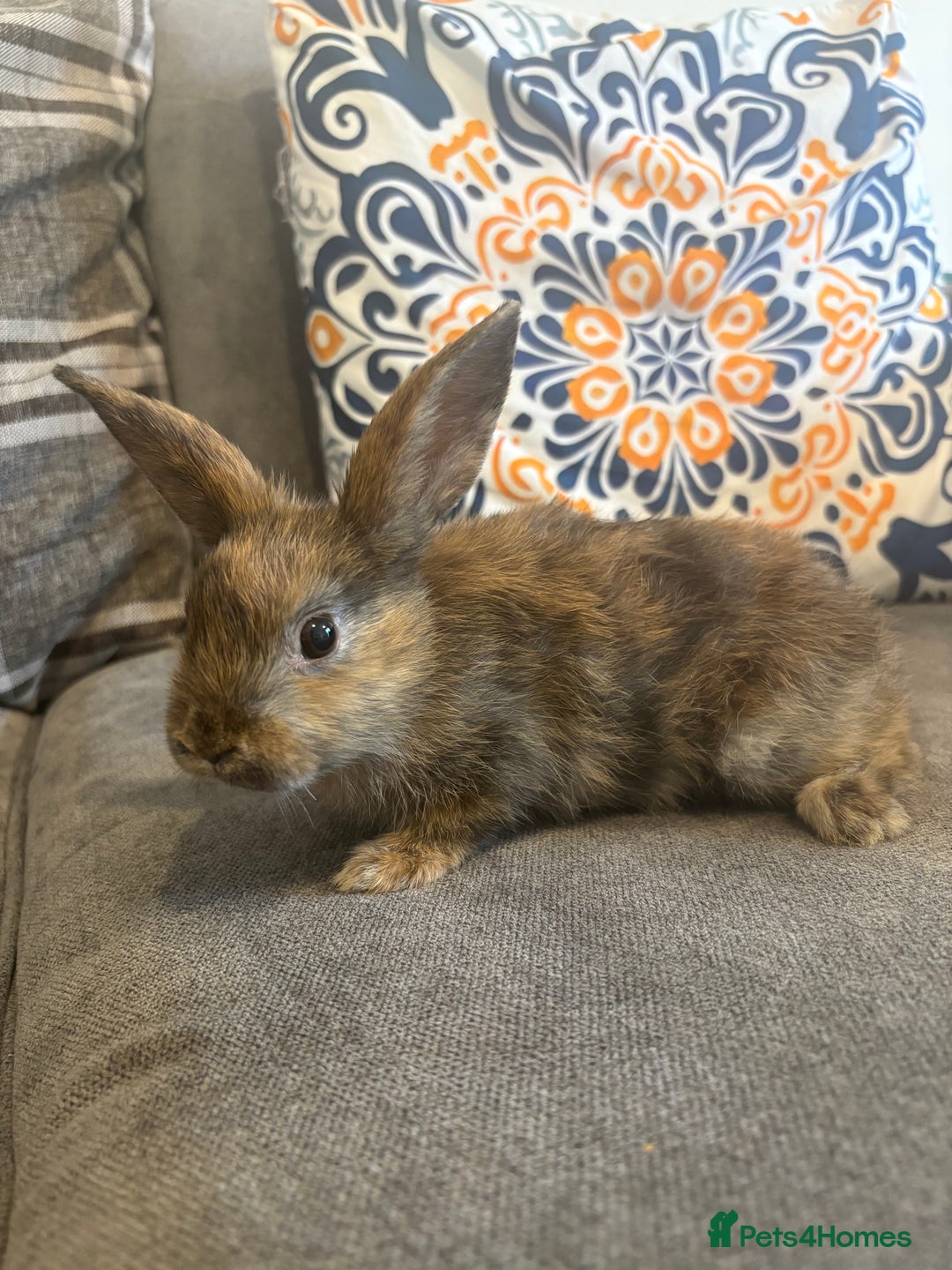 Rex rabbits for sale: Rex cross Mini Lop  - Image 4