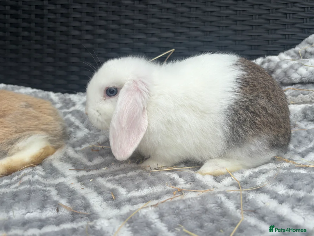 Mini Lop rabbits for sale: Beautiful coloured mini lops - Advert 5