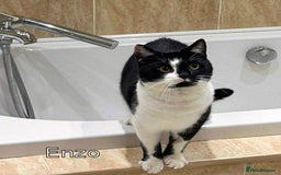 Mixed Breed cats for adoption: ENZO. - Image 2