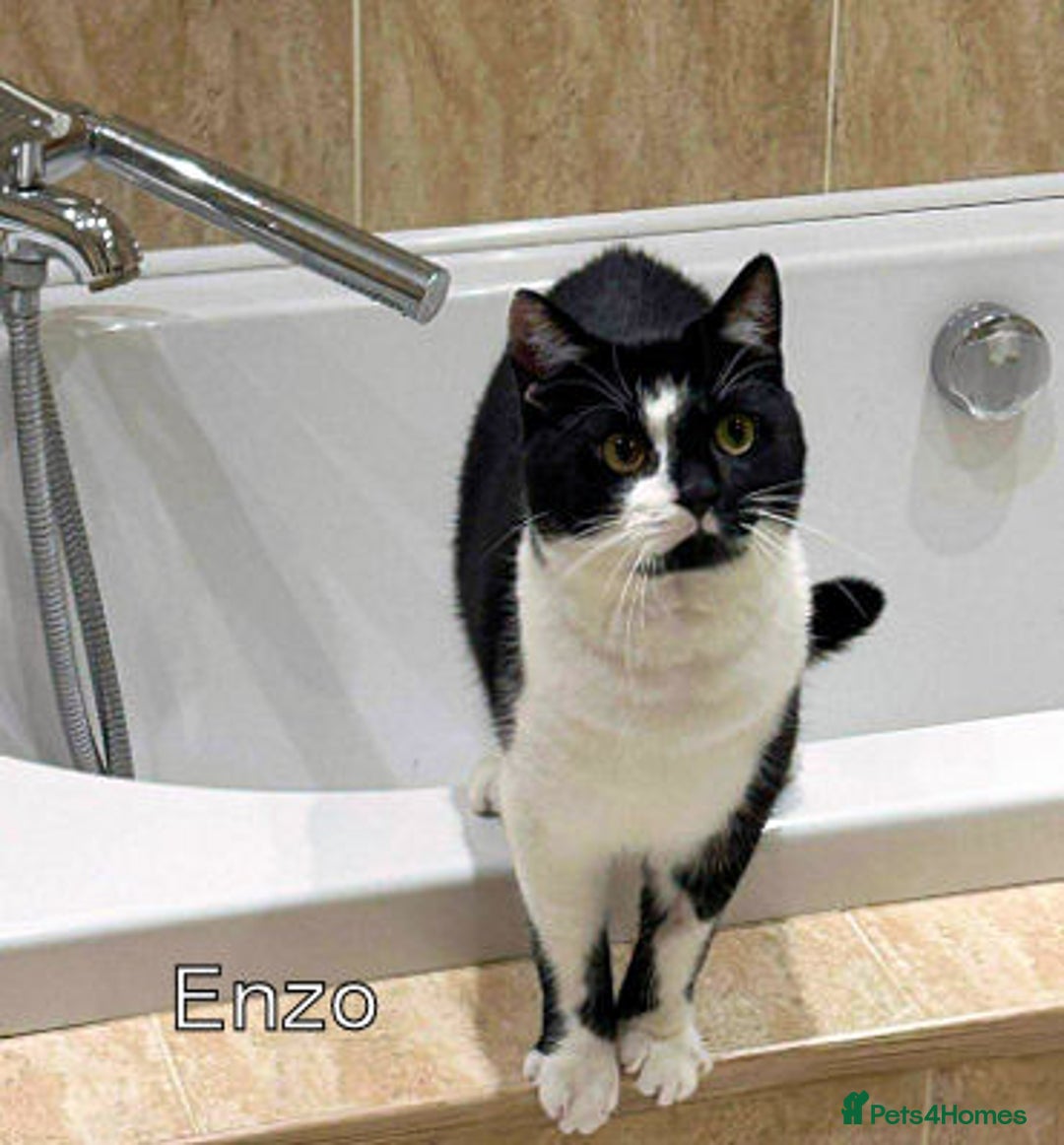 Mixed Breed cats for adoption: ENZO. - Image 2