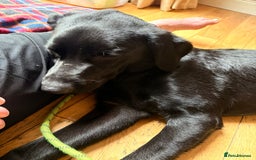 Labrador Retriever dogs for adoption: BEN IS A HANDSOME 7MTH OLD LABRADOR - Image 4