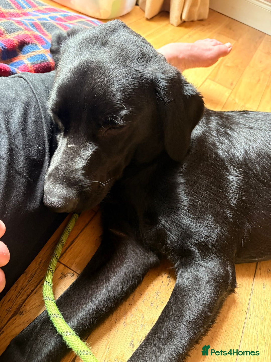 Labrador Retriever dogs for adoption: BEN IS A HANDSOME 7MTH OLD LABRADOR - Image 4
