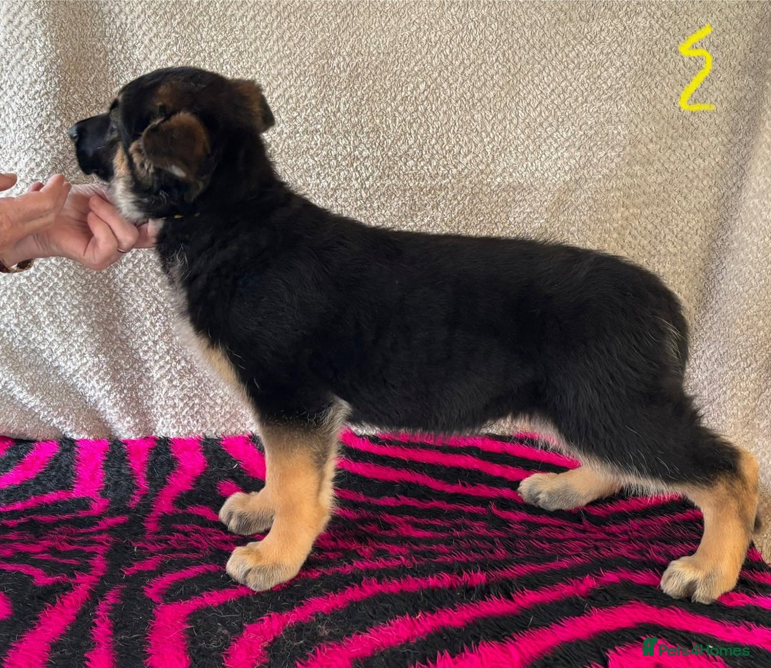 German Shepherd dogs for sale: Stunning KC Registered German Shepherd Puppies - Image 11