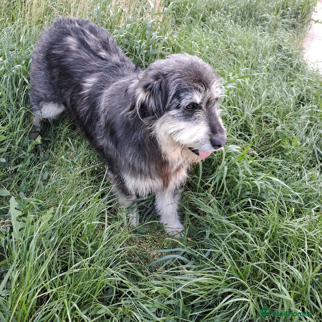 Mixed Breed dogs for sale: Loyalty Found: Adopt Luna the Shepherd Mix  - Advert 2