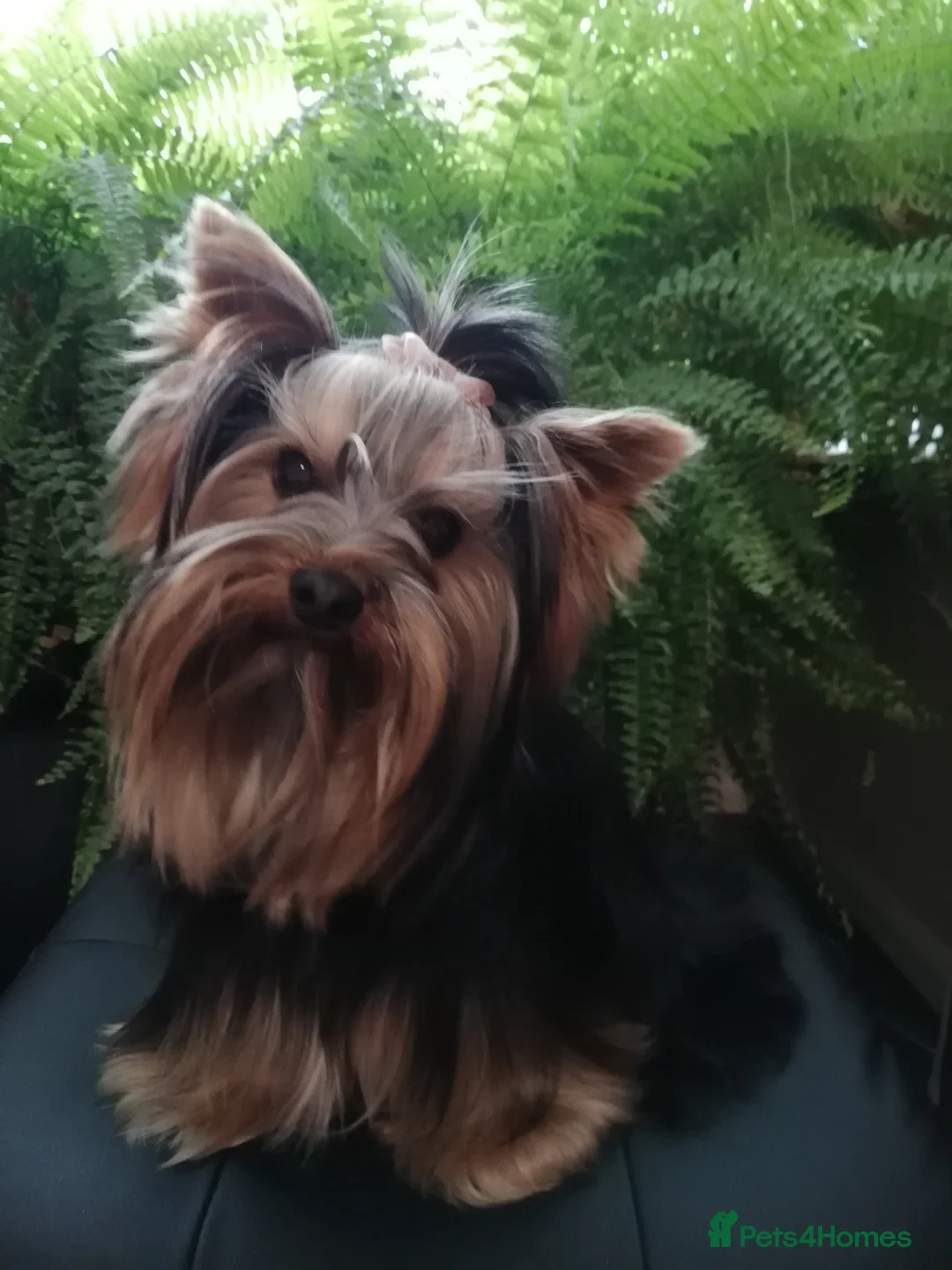 Yorkshire Terrier dogs for stud: Outstanding Yorkshire terrier for STUD only in Hull - Advert 9
