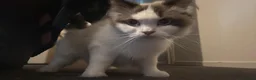 Ragdoll cats for sale: Ragdoll kittens fully gccf registered kittens  - Advert 10