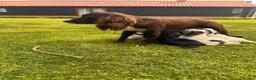 Sprocker dogs for sale: sprocket - Advert 1