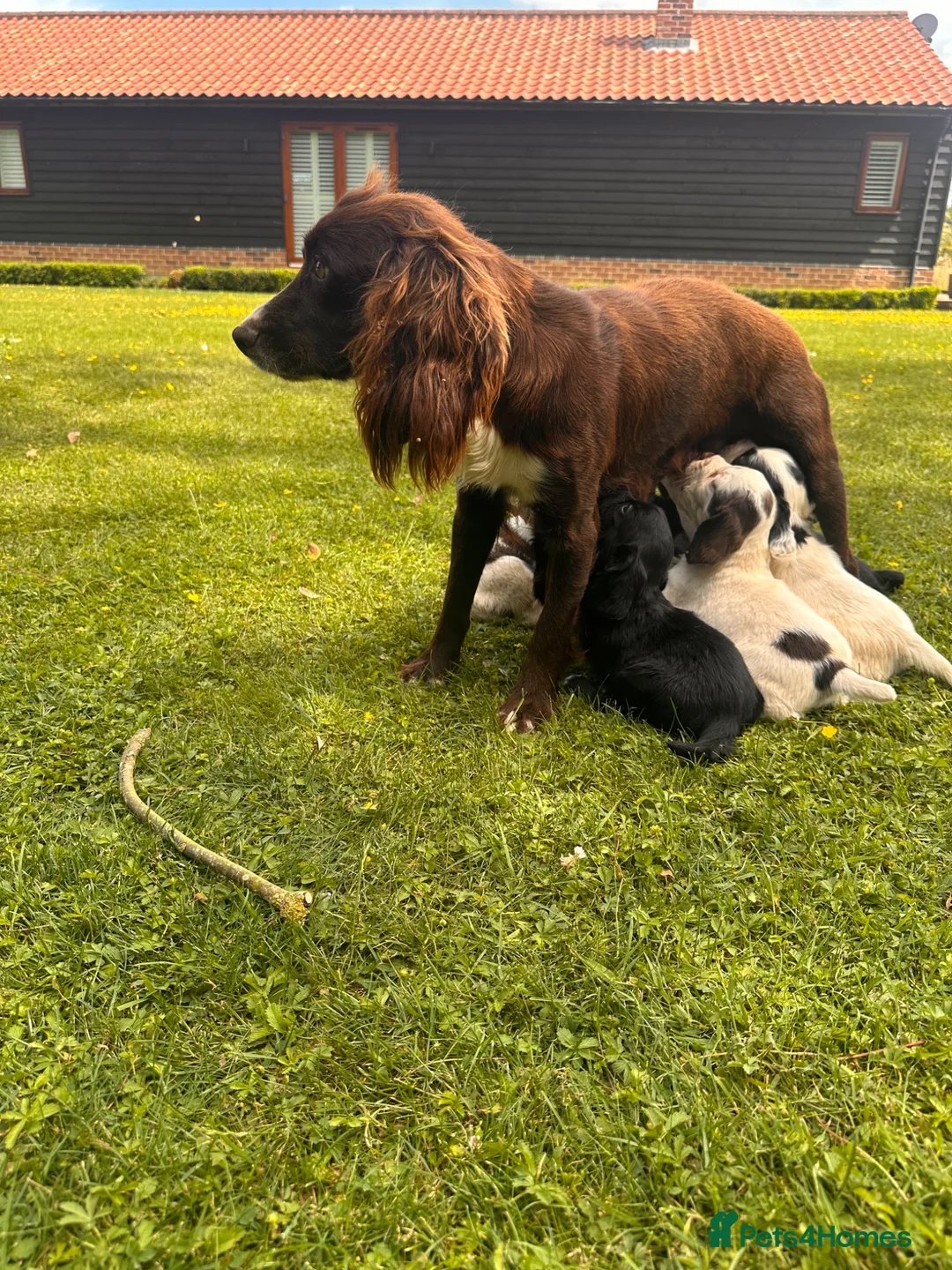 Sprocker dogs for sale: sprocket - Advert 1