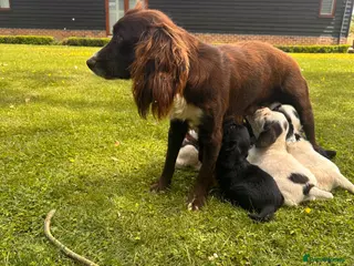 Sprocker dogs sprocket - Advert 3