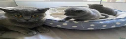 British Shorthair cats for sale: Beautiful British Shorthair Kittens  - Advert 4