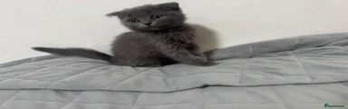 Scottish Fold/Persian 3