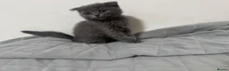 Scottish Fold cats for sale: Persian/Scottish fold  - Advert 5