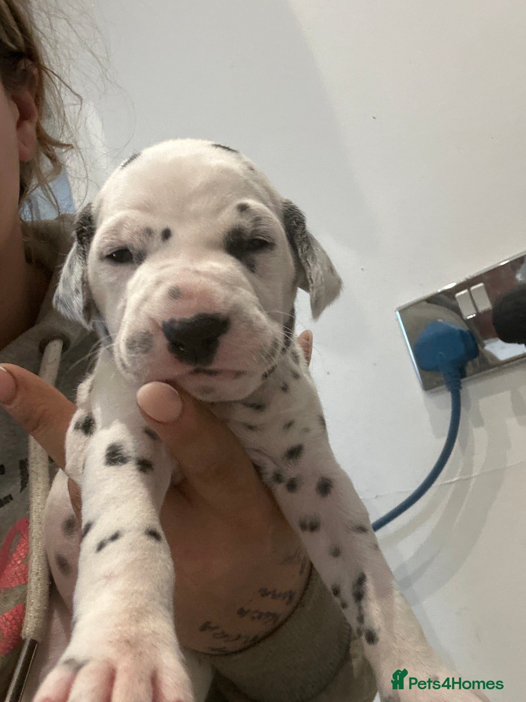 Dalmatian dogs for sale: 🐾2 left🐾 top pedigree pups - Advert 13