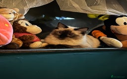 Ragdoll cats for sale: Gorgeous SealPoint Ragdoll Looking for Loving Home - Image 7