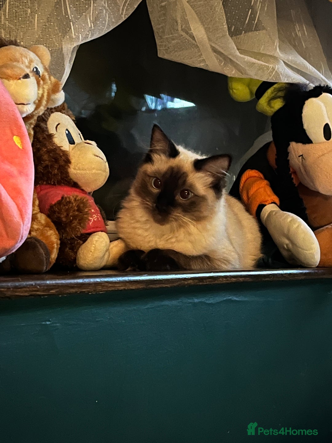 Ragdoll cats for sale: Gorgeous SealPoint Ragdoll Looking for Loving Home - Image 7