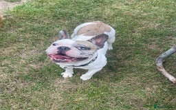 French Bulldog dogs for sale: Beautiful boy needs his forever home - Image 4