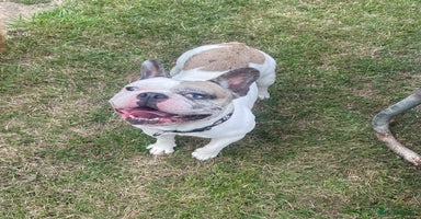 French Bulldog dogs - Advert 10