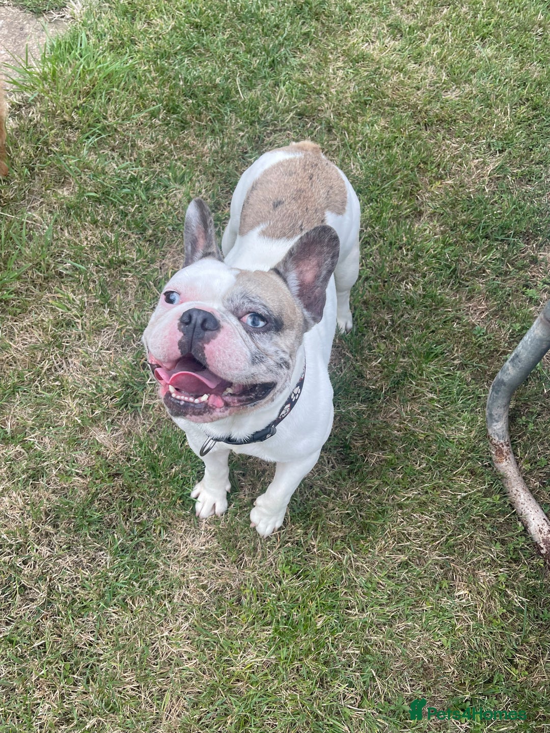 French Bulldog dogs for sale: Beautiful boy needs his forever home - Image 4