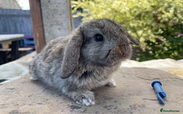 Mini Lop rabbits for sale: Mini lops ready to reserve  - Image 8