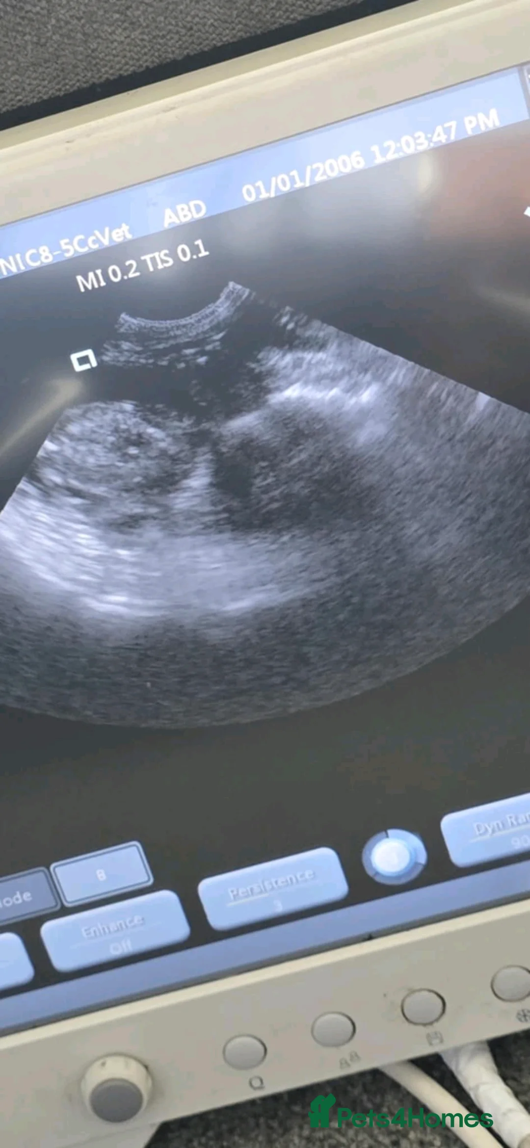 Cocker Spaniel dogs for stud: Merle Cocker stud in Shildon - Advert 10