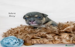 Olde English Bulldogge dogs for sale: Olde english bulldog  - Image 15