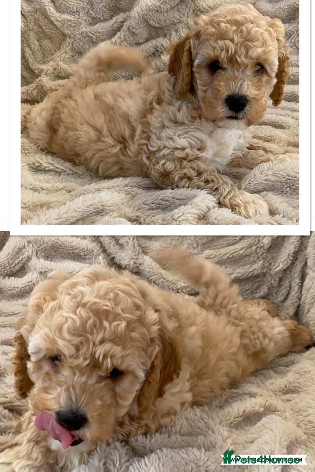 Cavapoo dogs for sale: Gorgeous Teddybear Cavapoo Puppies health checked  - Advert 4