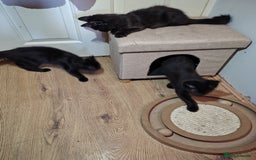 Mixed Breed cats for sale: Black mixed breed kittens - Image 11