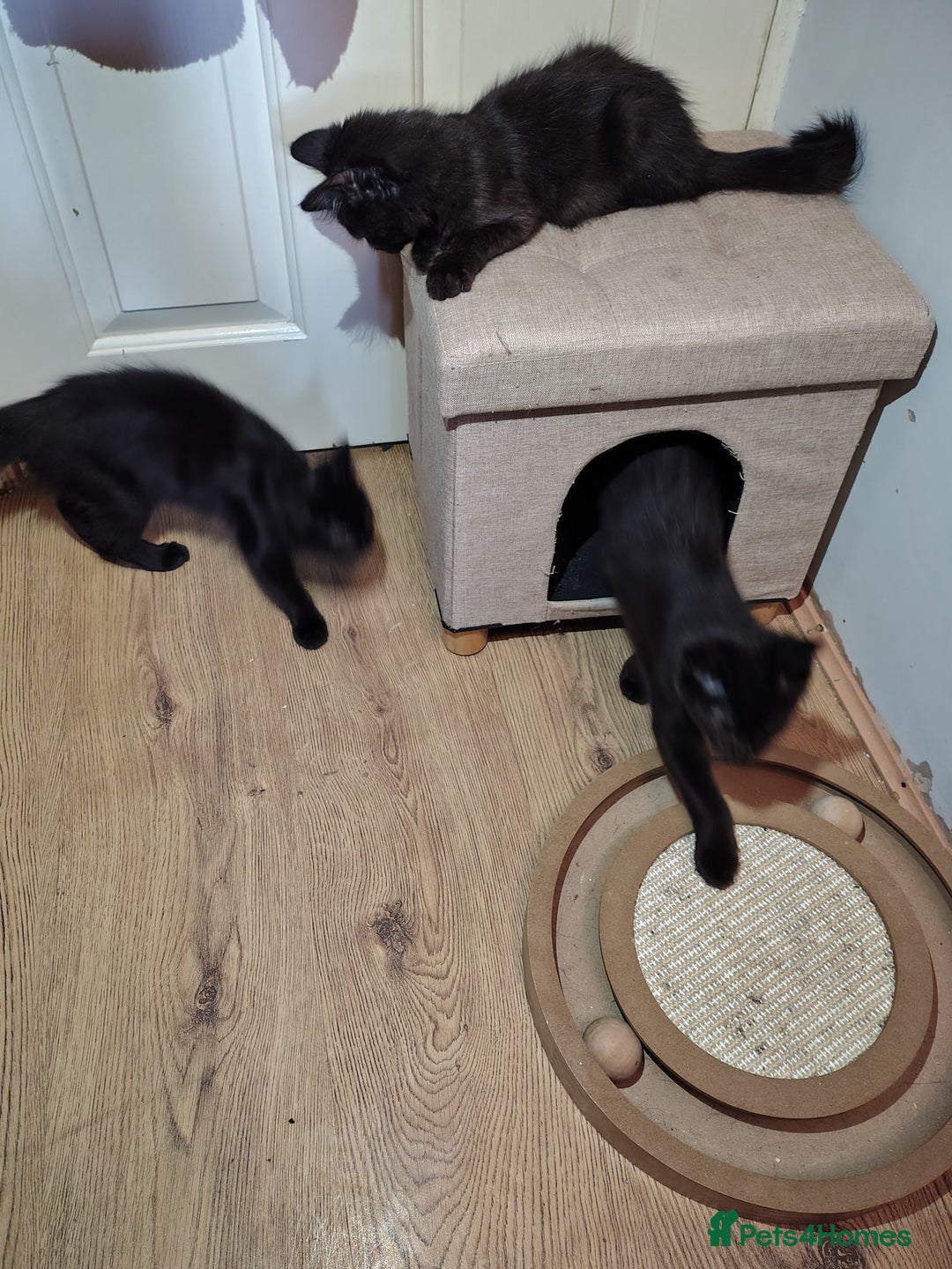 Mixed Breed cats for sale: Black mixed breed kittens - Image 11