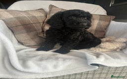 Cockapoo dogs for sale: F1 miniature gorgeous cockapoo puppies  - Image 31