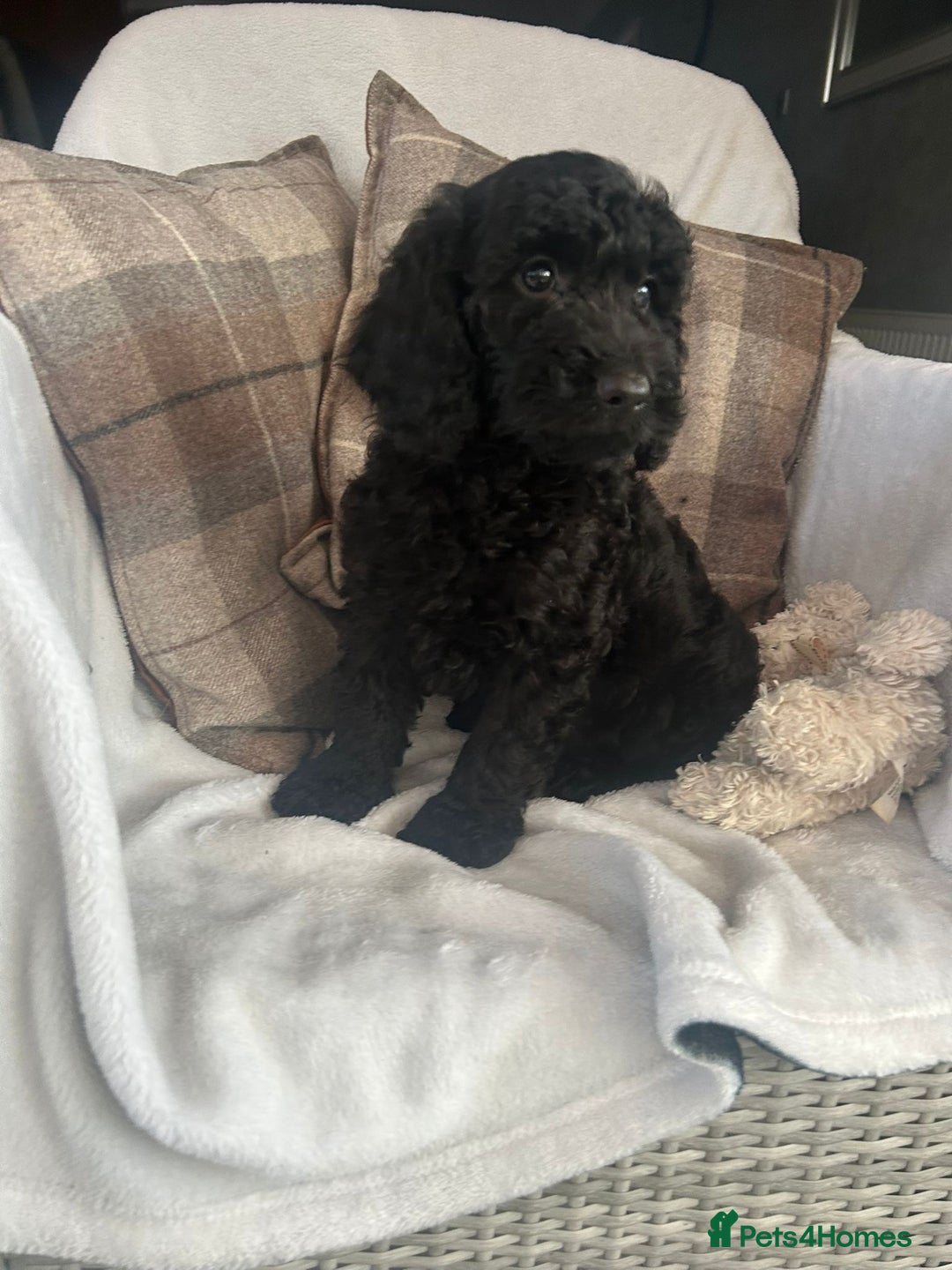 Cockapoo dogs for sale: F1 miniature gorgeous cockapoo puppies  - Image 31