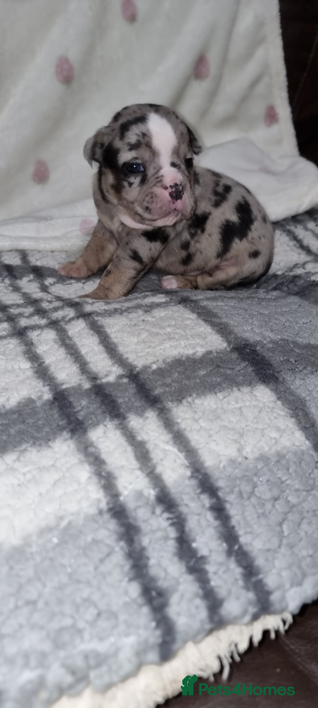 Olde English Bulldogge dogs for sale: Olde English bulldogge puppys - Advert 23