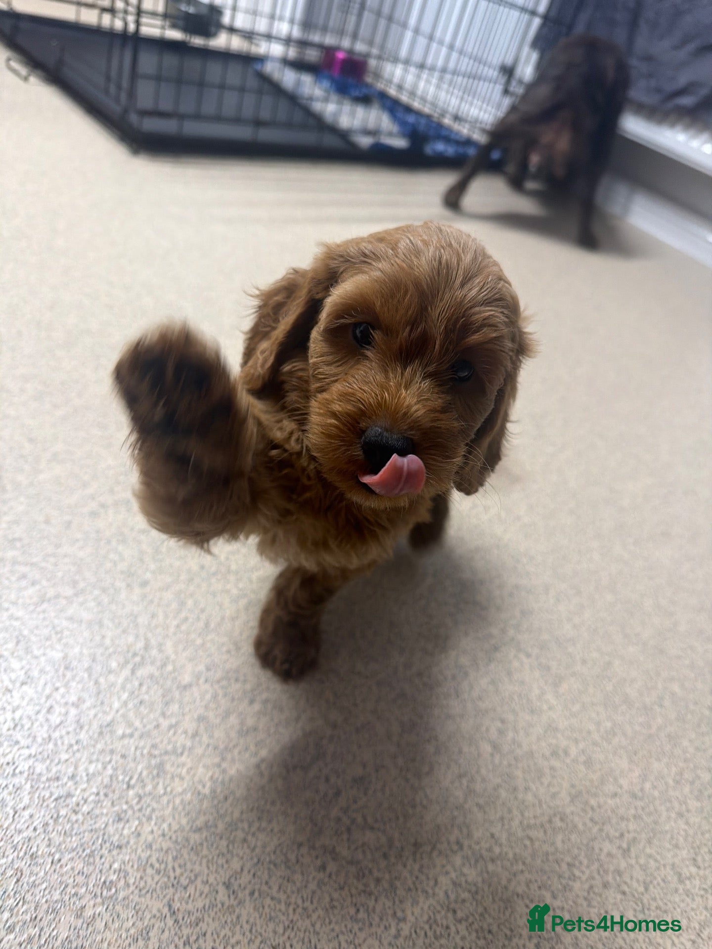 Cockapoo dogs for sale: LAST F1COCKAPOO GIRL - Advert 14