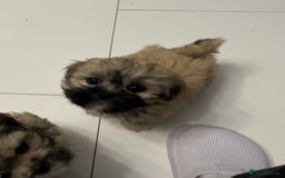 Lhasa Apso dogs for sale: Lhasa Apso Puppie’s ready 2-08-25 - Image 8