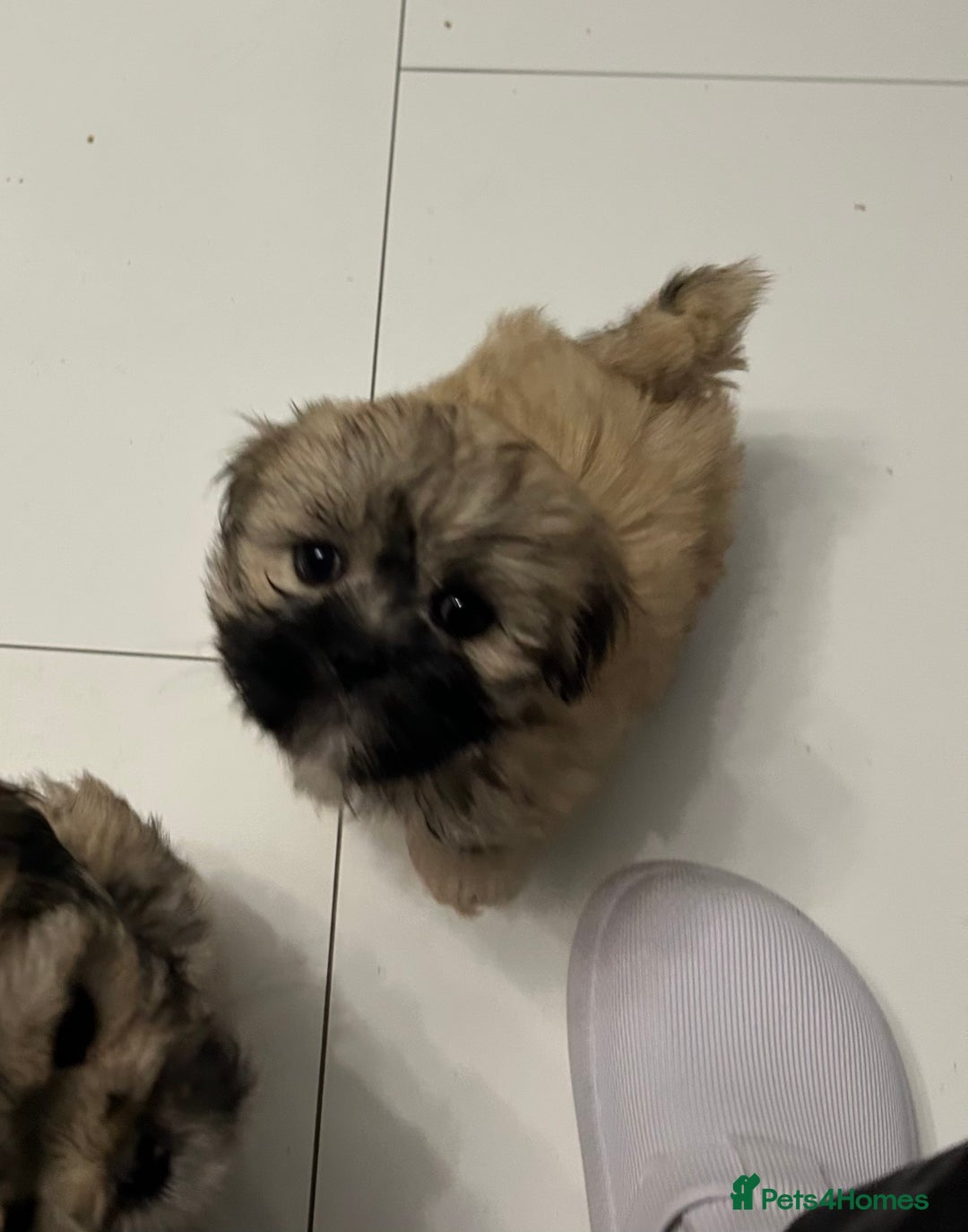 Lhasa Apso dogs for sale: Lhasa Apso Puppie’s ready 2-08-25 - Image 8