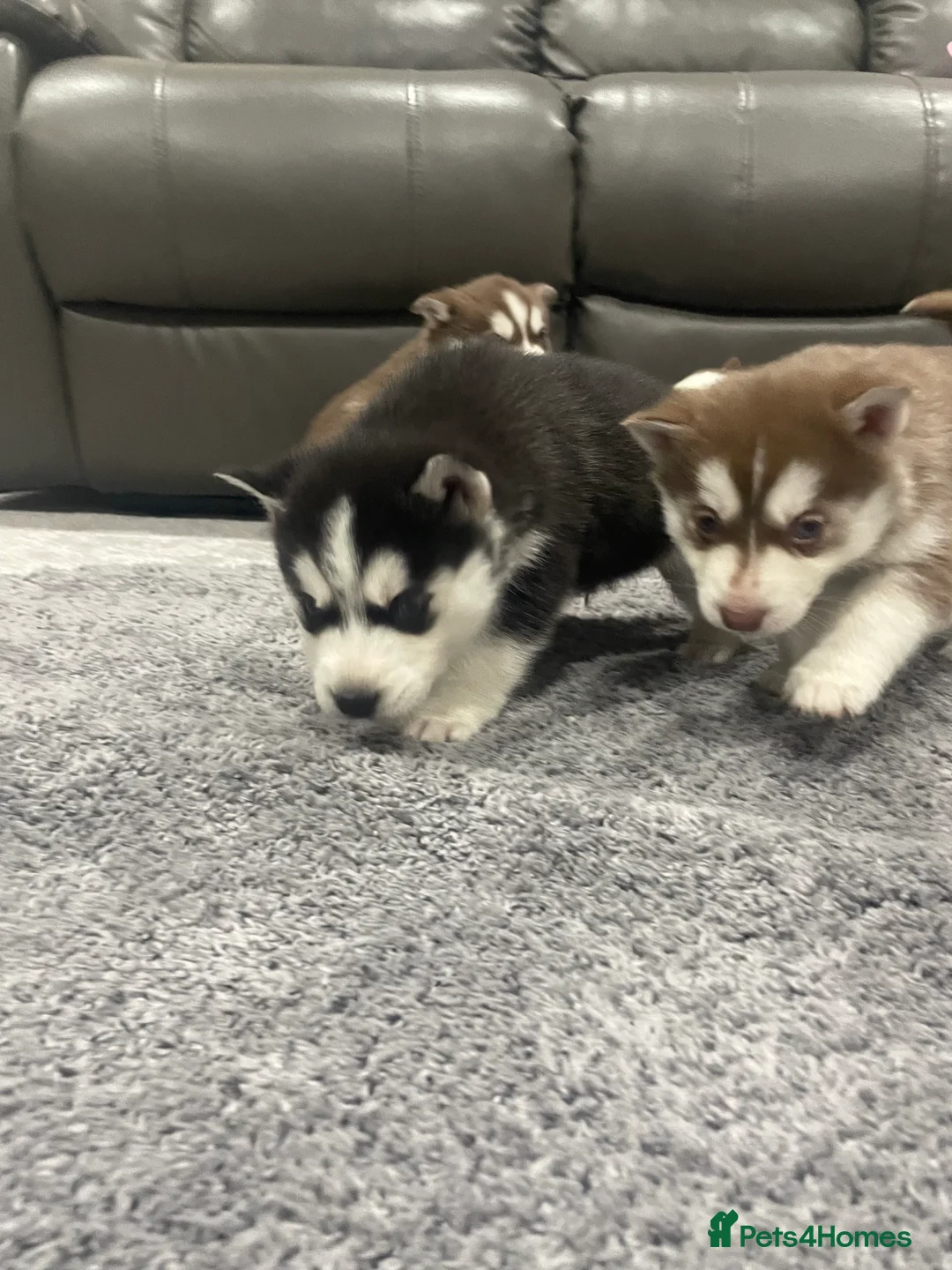 Siberian Husky dogs for sale: 5 beautiful Siberian huskies  - Advert 12