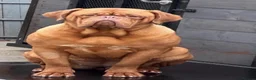 Dogue De Bordeaux dogs for sale: UK CHAMPION SIRED PUPPIES DUE SOON  - Advert 5